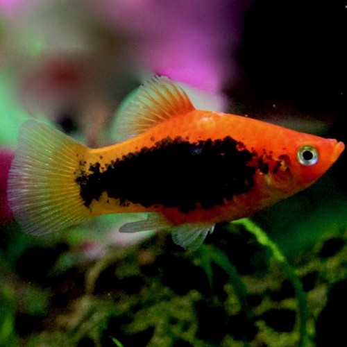 Xiphophorus maculatus tuxedo - Platy tuxedo M